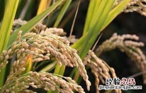 水稻早穗的原因及防治方法视频 水稻早穗的原因及防治方法