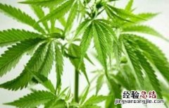 汉麻的种植技术 汉麻的种植方法