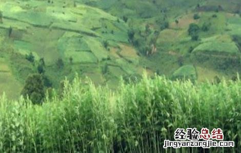 汉麻的种植技术 汉麻的种植方法