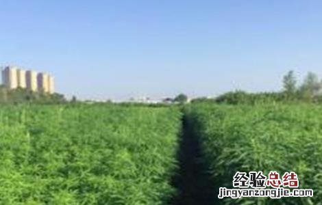 汉麻的种植技术 汉麻的种植方法