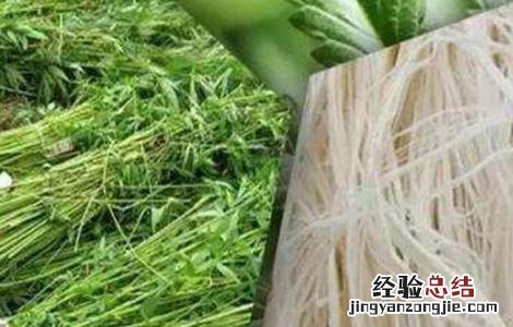 汉麻的种植技术 汉麻的种植方法