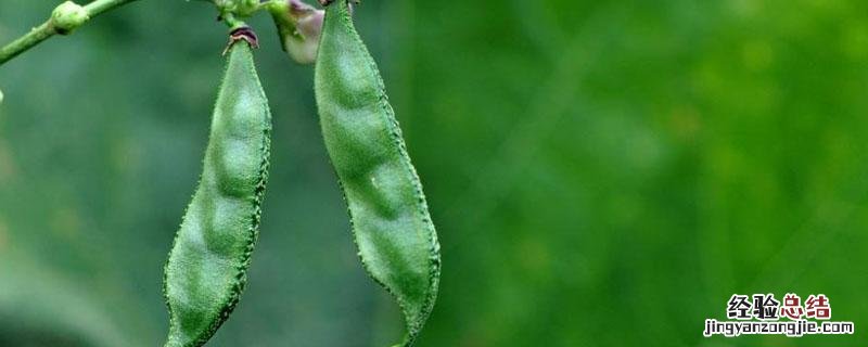 扁豆是菜豆吗 扁豆是蔬菜吗