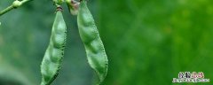 扁豆和四季豆有什么区别 扁豆和四季豆的区别