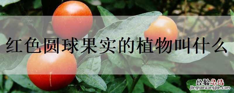 红色圆球果实的植物叫什么 红色圆球果实的植物叫什么南