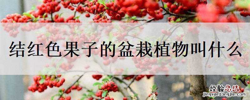 结红色果子的盆栽植物叫什么果 结红色果子的盆栽植物叫什么