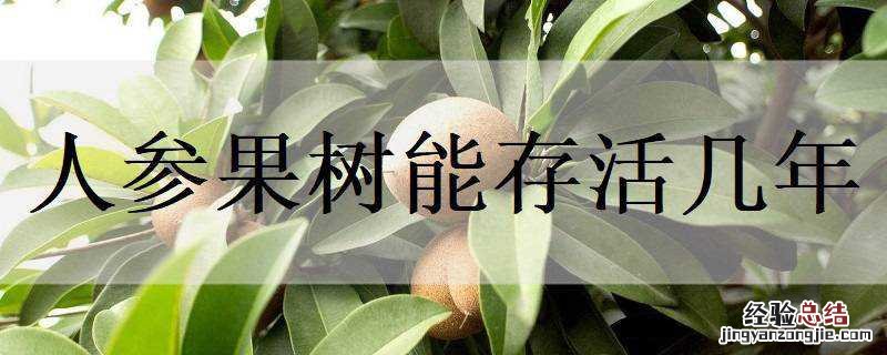 人参果树能活多少年 人参果树能存活几年