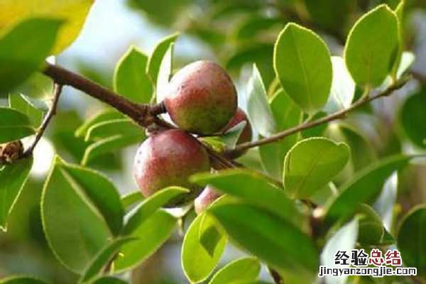油茶树可以施复合肥吗,使用方法有哪些