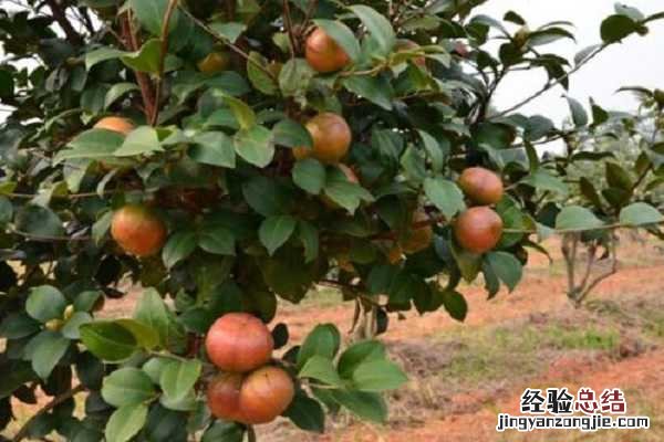 油茶树可以施复合肥吗,使用方法有哪些