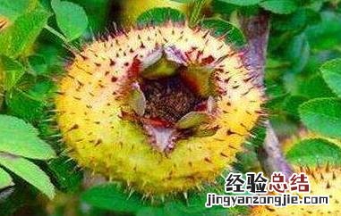 刺菠萝有什么作用与功效与作用 刺菠萝有什么作用与功效