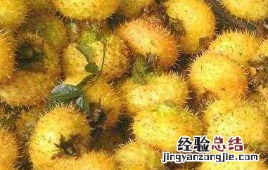 刺菠萝有什么作用与功效与作用 刺菠萝有什么作用与功效