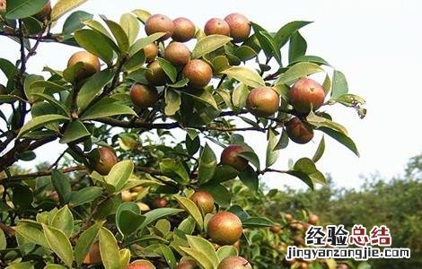 油茶树的种植方法 油茶树的种植方法和技术