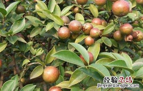 油茶树的种植方法 油茶树的种植方法和技术