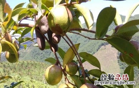 油茶树的种植方法 油茶树的种植方法和技术