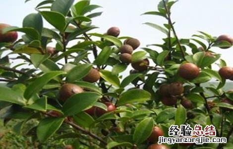 油茶树的种植方法 油茶树的种植方法和技术