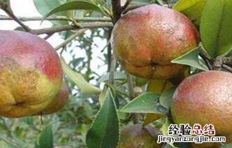 油茶树的种植方法 油茶树的种植方法和技术