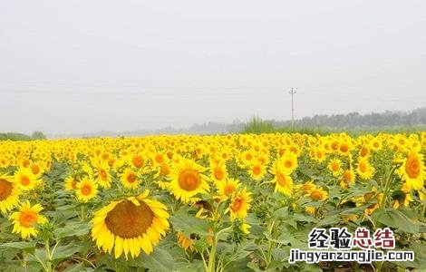 油葵的种植方法及亩产 油葵的种植方法