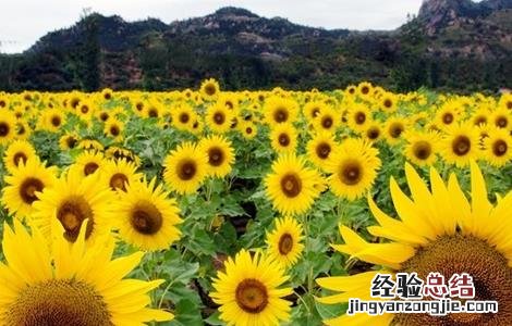 油葵的种植方法及亩产 油葵的种植方法