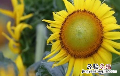 油葵的种植方法及亩产 油葵的种植方法