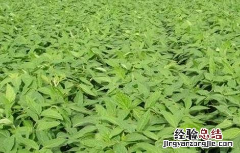 大豆高温危害的防治方法 大豆高温危害的防治方法是什么