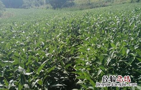 大豆高温危害的防治方法 大豆高温危害的防治方法是什么