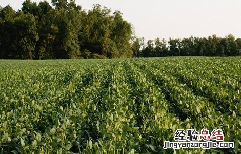大豆高温危害的防治方法 大豆高温危害的防治方法是什么