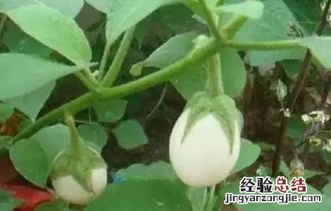 蛋树的种植方法 怎样种植鸡蛋树