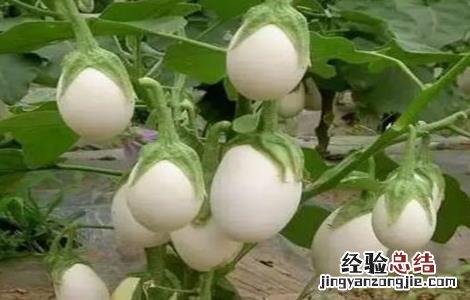 蛋树的种植方法 怎样种植鸡蛋树