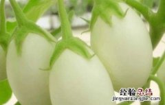 蛋树的种植方法 怎样种植鸡蛋树