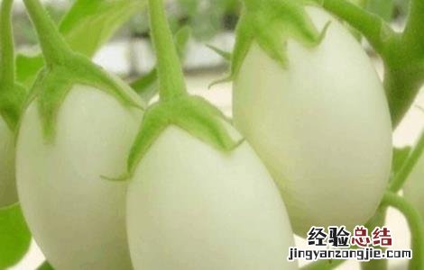 蛋树的种植方法 怎样种植鸡蛋树