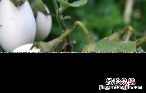 蛋树的种植方法 怎样种植鸡蛋树