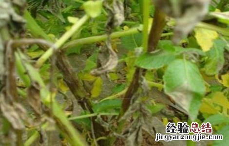 马铃薯的常见病害及防治技术 马铃薯的常见病害及防治