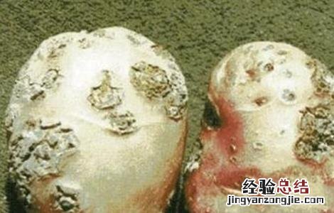 马铃薯的常见病害及防治技术 马铃薯的常见病害及防治