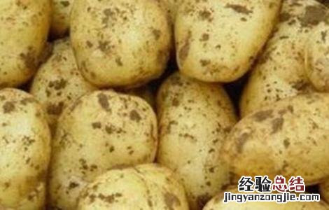 马铃薯的常见病害及防治技术 马铃薯的常见病害及防治