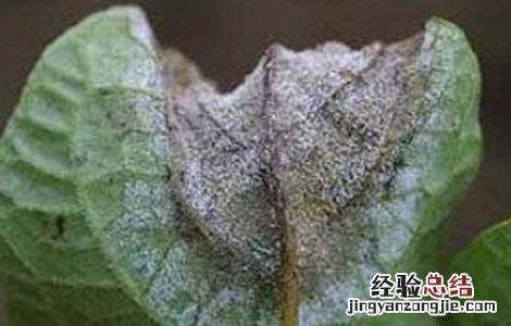 马铃薯的常见病害及防治技术 马铃薯的常见病害及防治