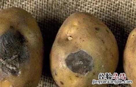 马铃薯的常见病害及防治技术 马铃薯的常见病害及防治