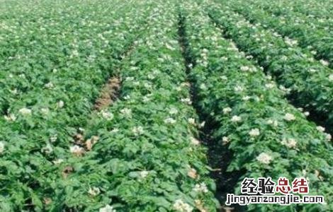 马铃薯腐烂的原因 马铃薯腐烂原因
