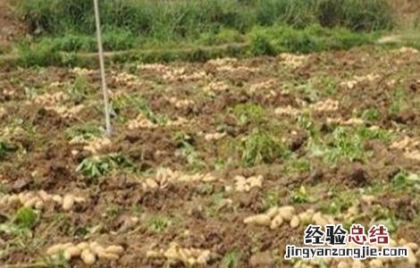马铃薯腐烂的原因 马铃薯腐烂原因