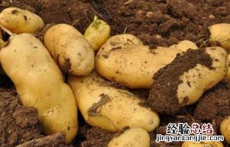 马铃薯腐烂的原因 马铃薯腐烂原因