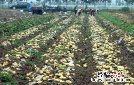 马铃薯腐烂的原因 马铃薯腐烂原因