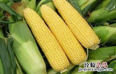 如何预防玉米高温危害 如何预防玉米高温危害的方法