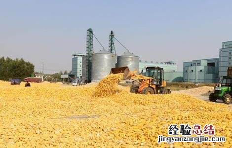 如何预防玉米高温危害 如何预防玉米高温危害的方法