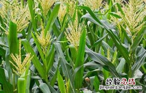 玉米施肥的方法与注意事项 玉米施肥应注意什么问题?