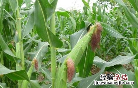 玉米施肥的方法与注意事项 玉米施肥应注意什么问题?
