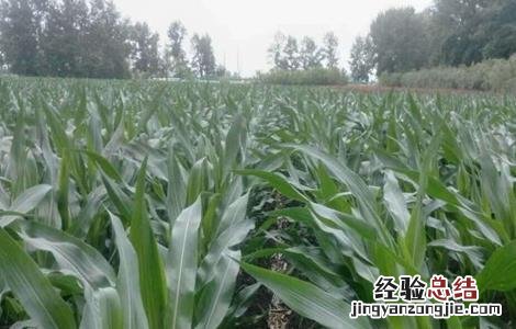 玉米施肥的方法与注意事项 玉米施肥应注意什么问题?