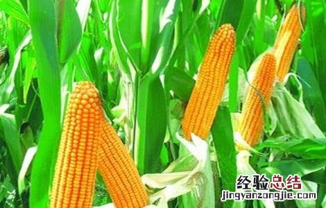 玉米施肥的方法与注意事项 玉米施肥应注意什么问题?
