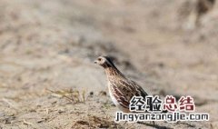 为何没人养鹌鹑 鹌鹑怎么养好养吗