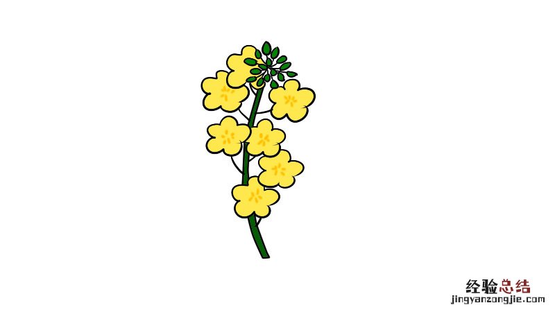 菜花简笔画图片 菜花简笔画怎么画