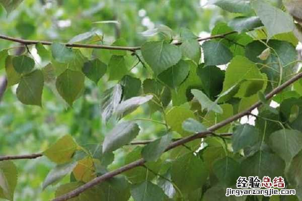 杨树一年浇几次水，什么时候浇水合适