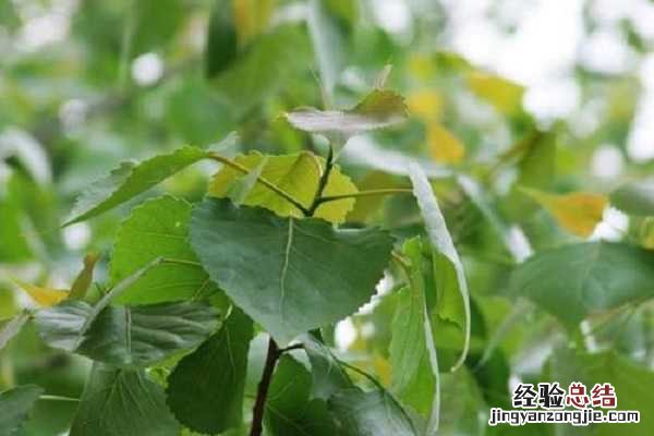 杨树一年浇几次水，什么时候浇水合适