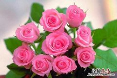 玫瑰盛开的季节是几月份，花期有多长